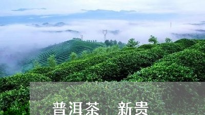 普洱茶 新贵/2023042817675